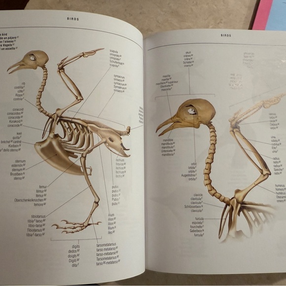 5-Language Visual Dictionary - Picture 4 of 5